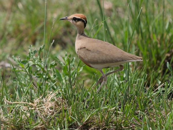 <h3><a href="/trips/tanzania/biota/animalia/chordata/aves/024 charadriiformes/016 glareolidae/cursorius temminckii/cursorius temminckii-nl.html">Cursorius&nbsp;temminckii</a> / Temminck's&nbsp;courser / Temmincks&nbsp;renvogel</h3>OM-1 Mark II met OLYMPUS M.150-400mm F4.5 TC, 1/2000 sec  bij F5.6, ISO 800, afstand 12.1&nbsp;m